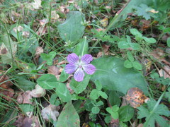 Geranium wlassovianum