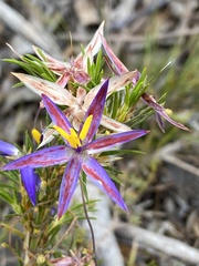 Calectasia