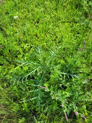 Cirsium serrulatum