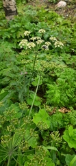 Heracleum sphondylium