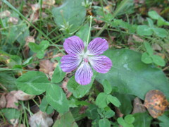 Geranium wlassovianum