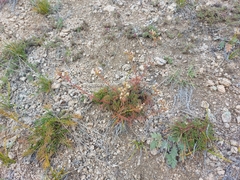 Chamaerhodos grandiflora