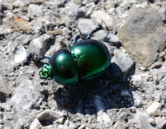 Geotrupidae