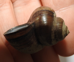 Viviparus contectus