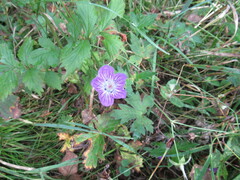 Geranium wlassovianum