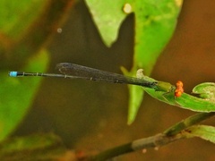 Pseudagrion rubriceps