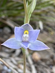 Thelymitra graminea
