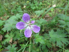 Geranium wlassovianum