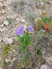 Scabiosa comosa