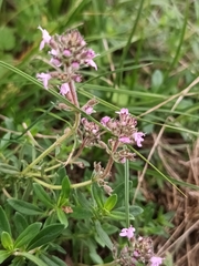 Thymus pulegioides