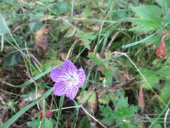 Geranium wlassovianum