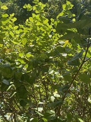 Terminalia catappa