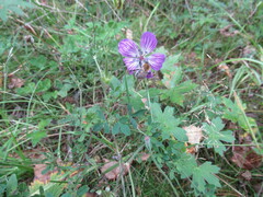 Geranium wlassovianum