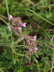 Thymus pulegioides