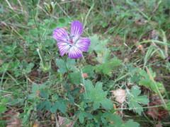 Geranium wlassovianum