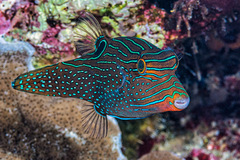 Canthigaster papua