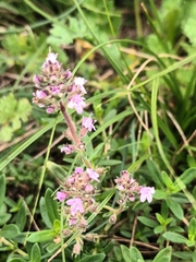 Thymus pulegioides