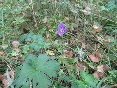 Geranium wlassovianum