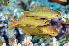 Pseudanthias huchtii