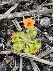 Drosera glanduligera