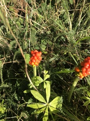 Arum cylindraceum