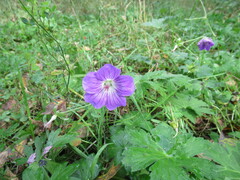 Geranium wlassovianum