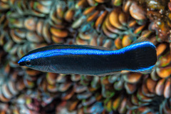 Labroides dimidiatus