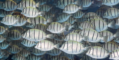 Acanthurus triostegus
