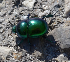 Geotrupidae
