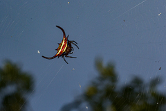 Gasteracantha falcicornis