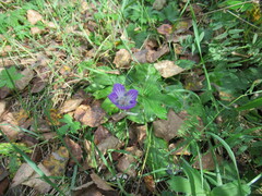 Geranium wlassovianum