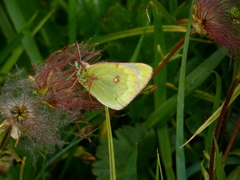 Colias phicomone