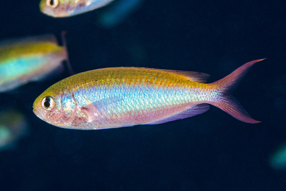 Fusilier Damselfish