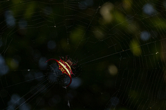 Gasteracantha falcicornis