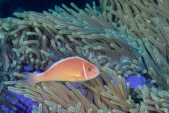 Amphiprion perideraion