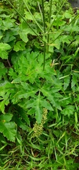 Heracleum sphondylium
