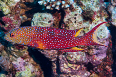 Variola louti