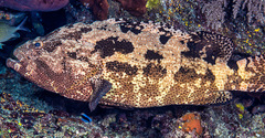 Epinephelus fuscoguttatus