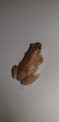 Litoria rubella