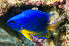 Pomacentrus caeruleus