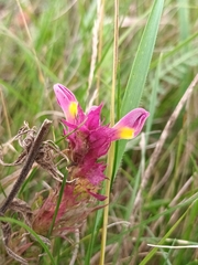 Melampyrum arvense