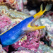 Ribbon Eel - Photo (c) François Libert, some rights reserved (CC BY-NC-SA), uploaded by François Libert