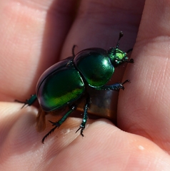Geotrupidae