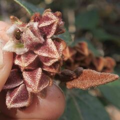 Lasiopetalum macrophyllum