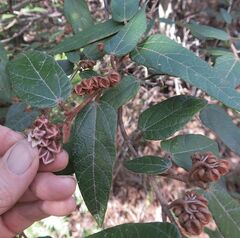 Lasiopetalum macrophyllum