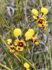 Diuris decrementa