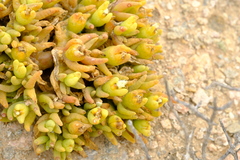 Mesembryanthemum hypertrophicum