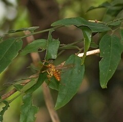Polistes olivaceus