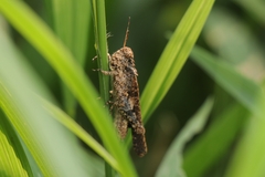 Trilophidia annulata