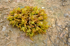 Mesembryanthemum hypertrophicum